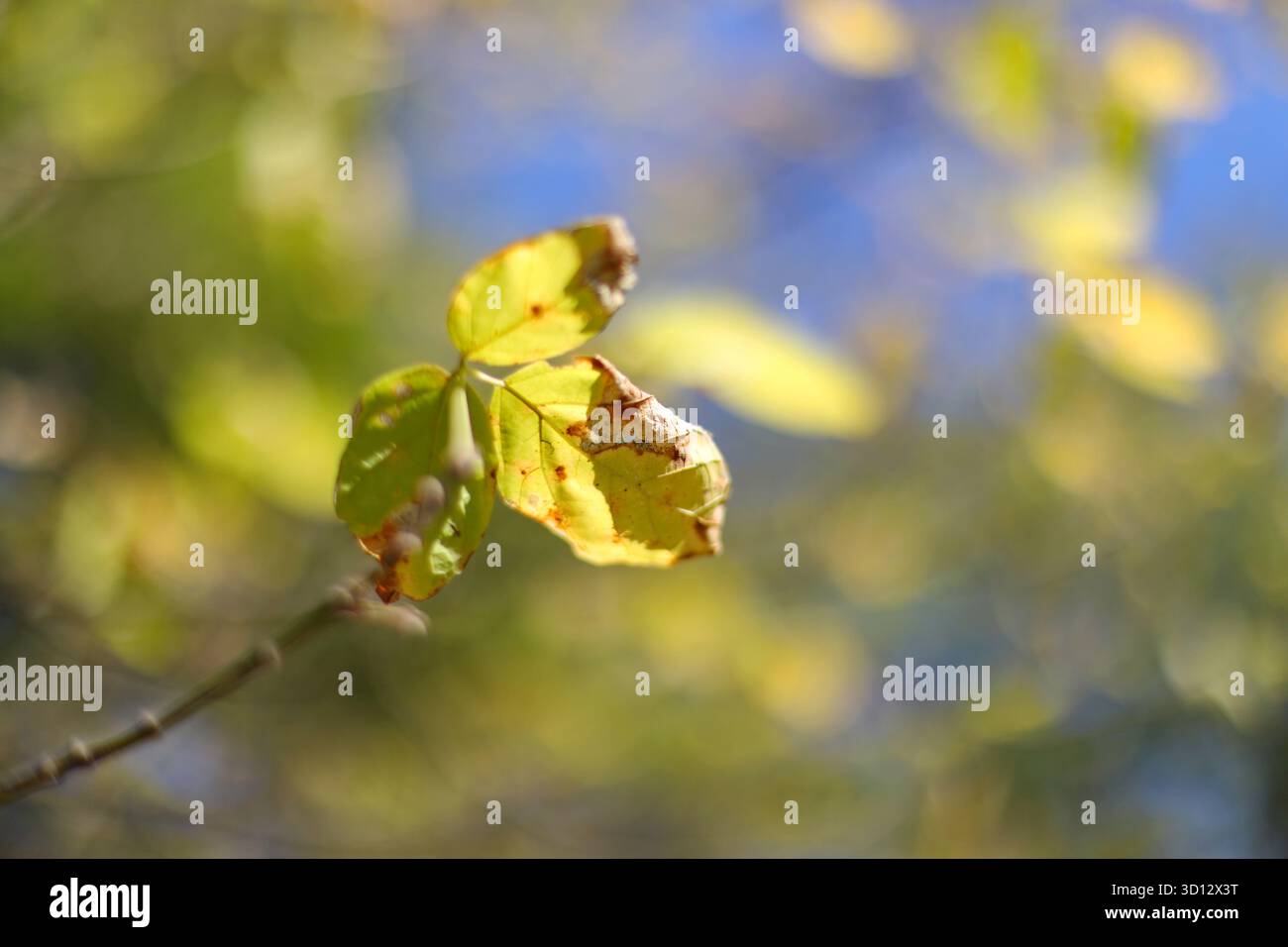 Herbst Blätter an einem Baum Stockfoto