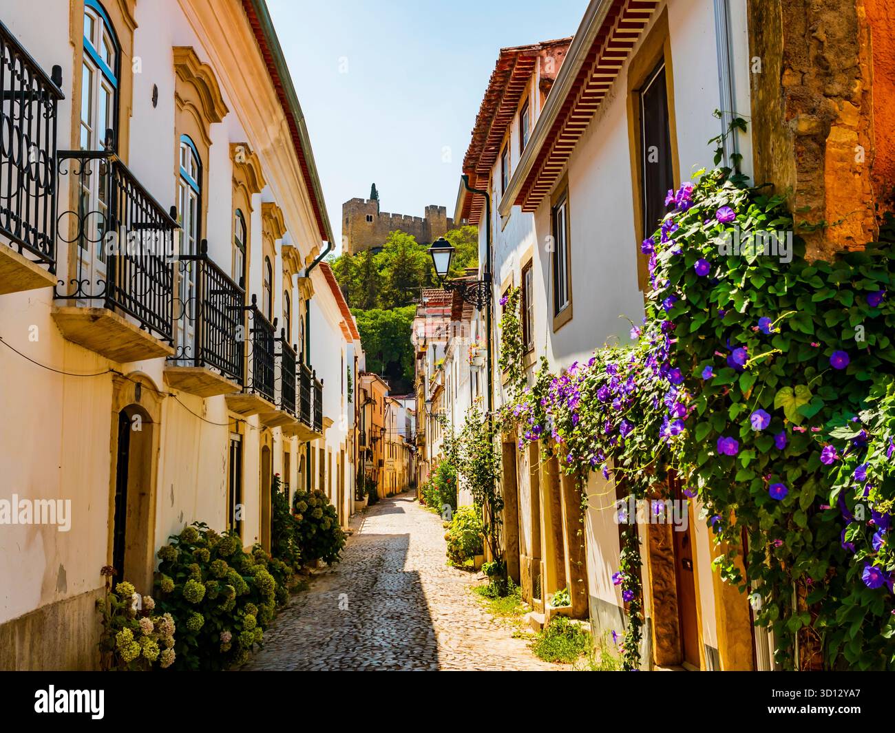 Malerische Kopfsteinpflasterallee mit Sommerblumen, die zum berühmten Kloster Christi, Tomar, Santarem, Portugal führt Stockfoto