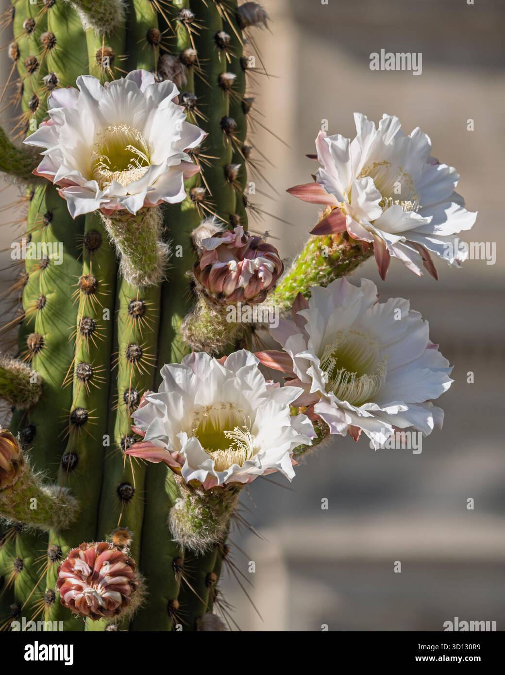 Kaktus mit knospen -Fotos und -Bildmaterial in hoher Auflsung  Alamy
