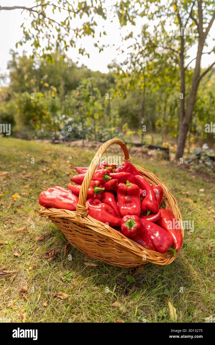 Korb gefüllt mit süßen Bio-Paprika Stockfoto