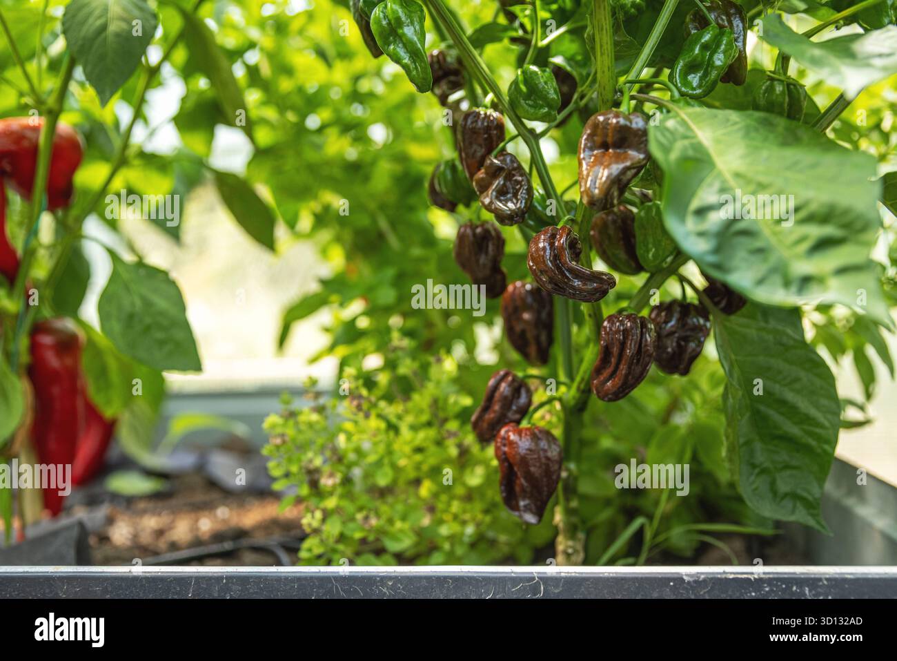 Schokoladen-Habanero-Paprika wachsen und Reifen auf einer lebendigen Pflanze in einem hellen Gewächshaus Stockfoto