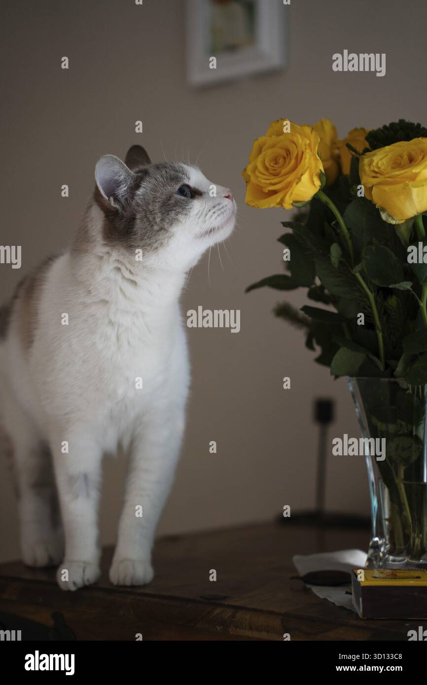Hauskatze, riecht nach gelben Rosen Stockfoto