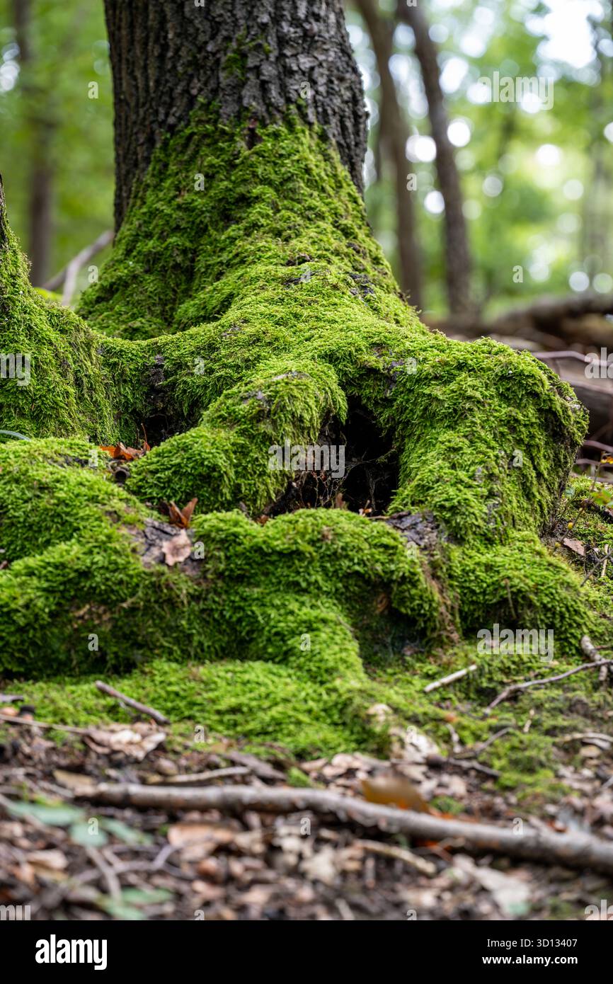 Die Basis eines Baumes ist mit leuchtendem grünem Moos bedeckt, das im feuchten Wald gedeiht. Das Moos bildet einen weichen, natürlichen Teppich, der die Schönheit der Natur und die Schönheit der Natur zum Ausdruck bringt Stockfoto
