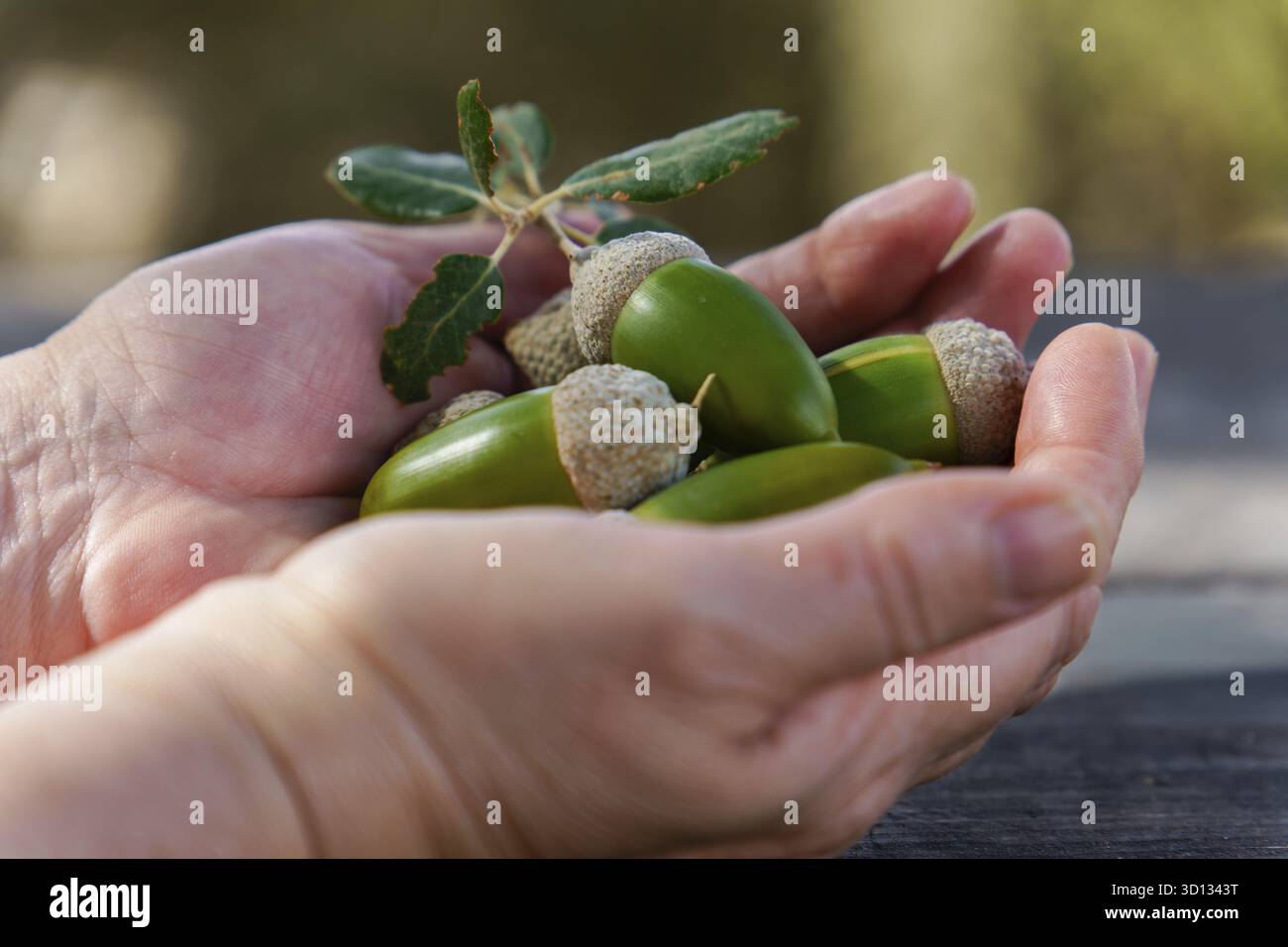 Die Hände sind mit frischen grünen Eicheln und einem Eichenblatt versehen, die die Natur, den Neuanfang, das Potenzial und die Fülle repräsentieren Stockfoto