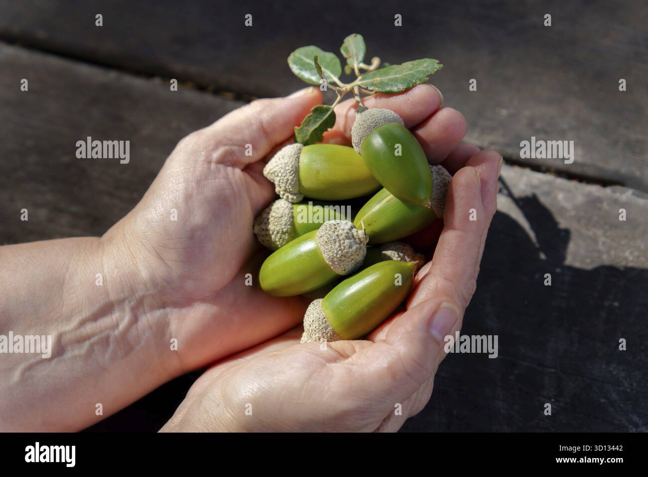 Hände, die frische grüne Eicheln und ein Eichenblatt auf einem hölzernen Hintergrund schröpfen und Natur, Wachstum und Potenzial darstellen Stockfoto