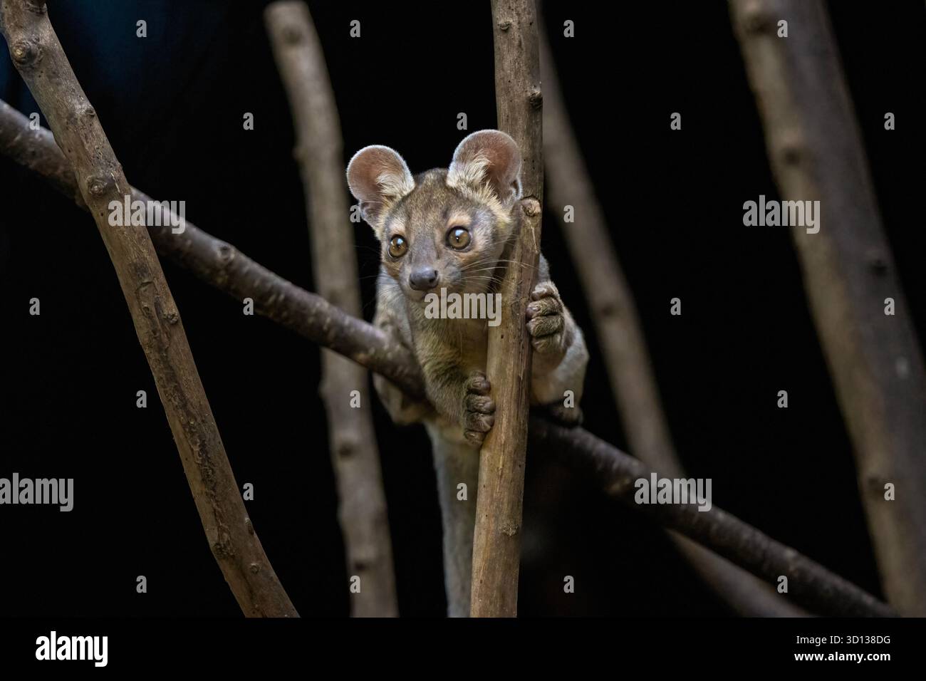 Fossa Welpen Stockfoto