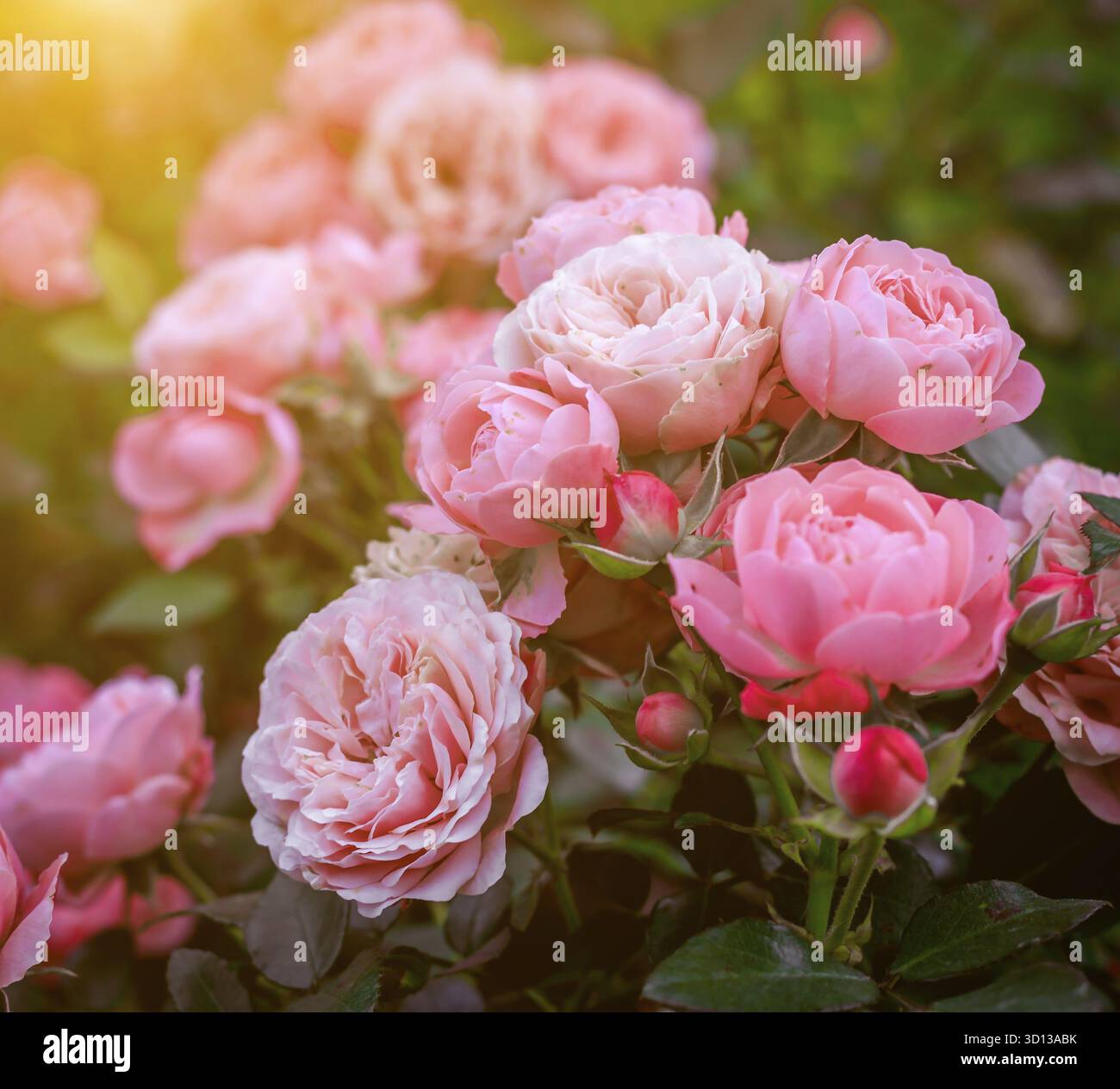 Üppige Buschrosen mit Beleuchtung. Wunderschöne Rose. Artikel über die Pflege von Rosen. Der Sträucher blüht. Fotos für gedruckte Produkte. Rosafarbene Blumen. Illumina Stockfoto