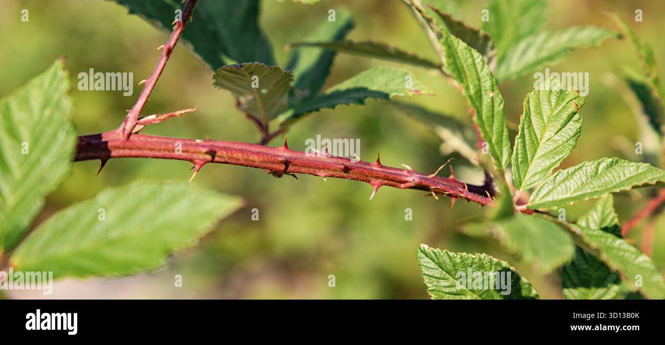 Rtlicher stngel und grne bltter -Fotos und -Bildmaterial in hoher  Auflsung  Alamy