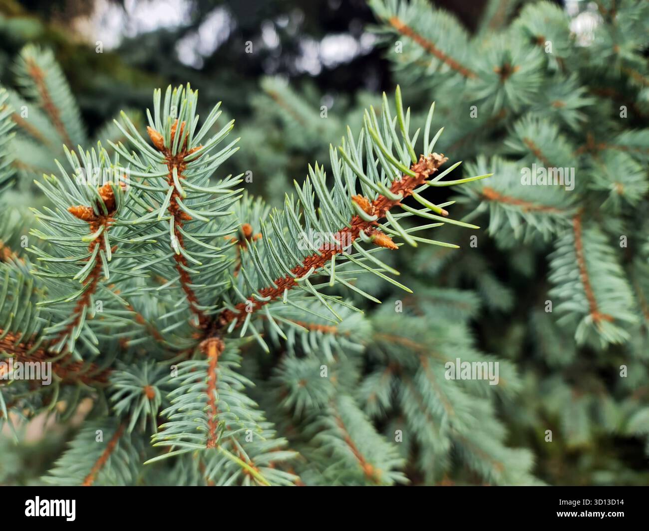 Nahaufnahme von Nadelbaumzweigen mit bläulich-grünen Nadeln und kleinen braunen Knospen. Stockfoto