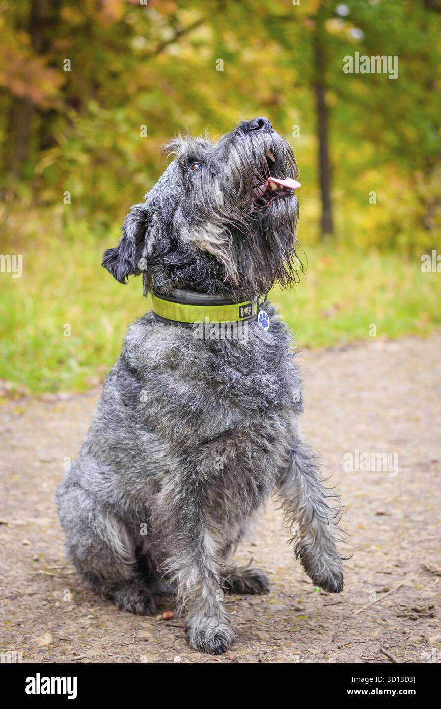Miniatur-Schnauzer-Hund für einen Spaziergang im Herbstpark. Hund mit Haarschnitt für einen Spaziergang. . Hund auf einem Spaziergang. Dunkler Hund Stockfoto