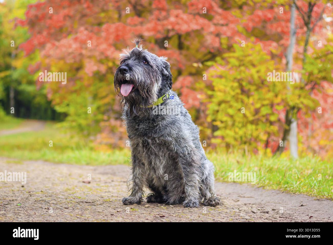 Miniatur-Schnauzer-Hund für einen Spaziergang im Herbstpark. Hund mit Haarschnitt für einen Spaziergang. . Hund auf einem Spaziergang. Dunkler Hund Stockfoto