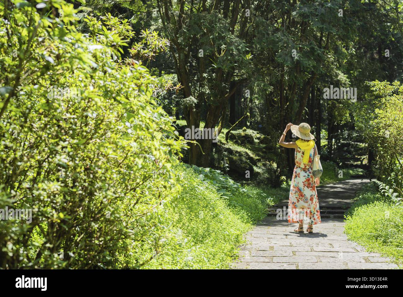 Reisende asiatische Frau beim Wandern im Wald in Xitou, Nantou, Taiwan Stockfoto