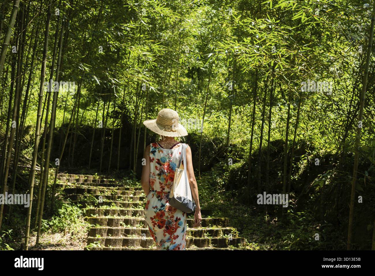 Reisende asiatische Frau beim Wandern im Wald in Xitou, Nantou, Taiwan Stockfoto