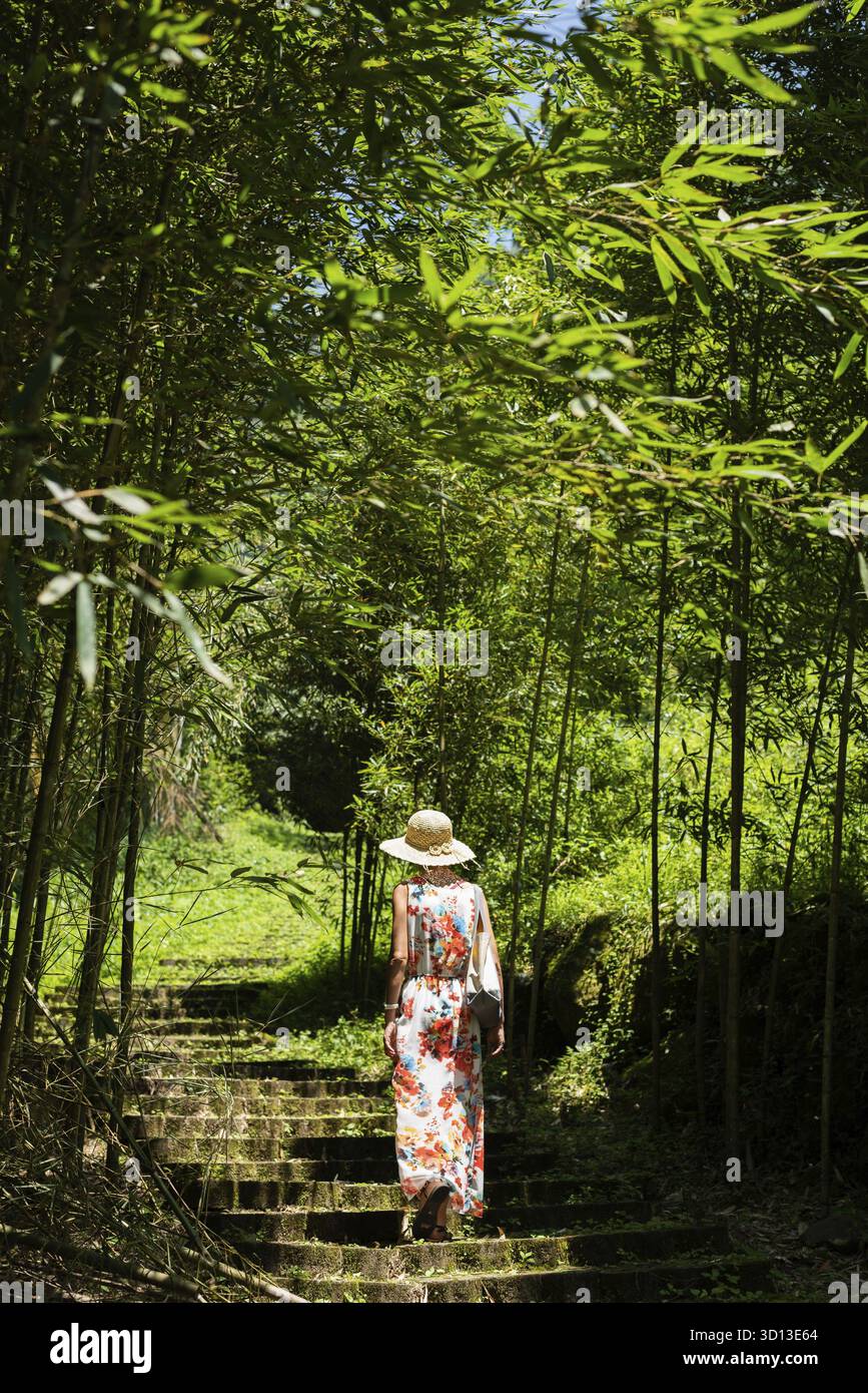 Reisende asiatische Frau beim Wandern im Wald in Xitou, Nantou, Taiwan Stockfoto