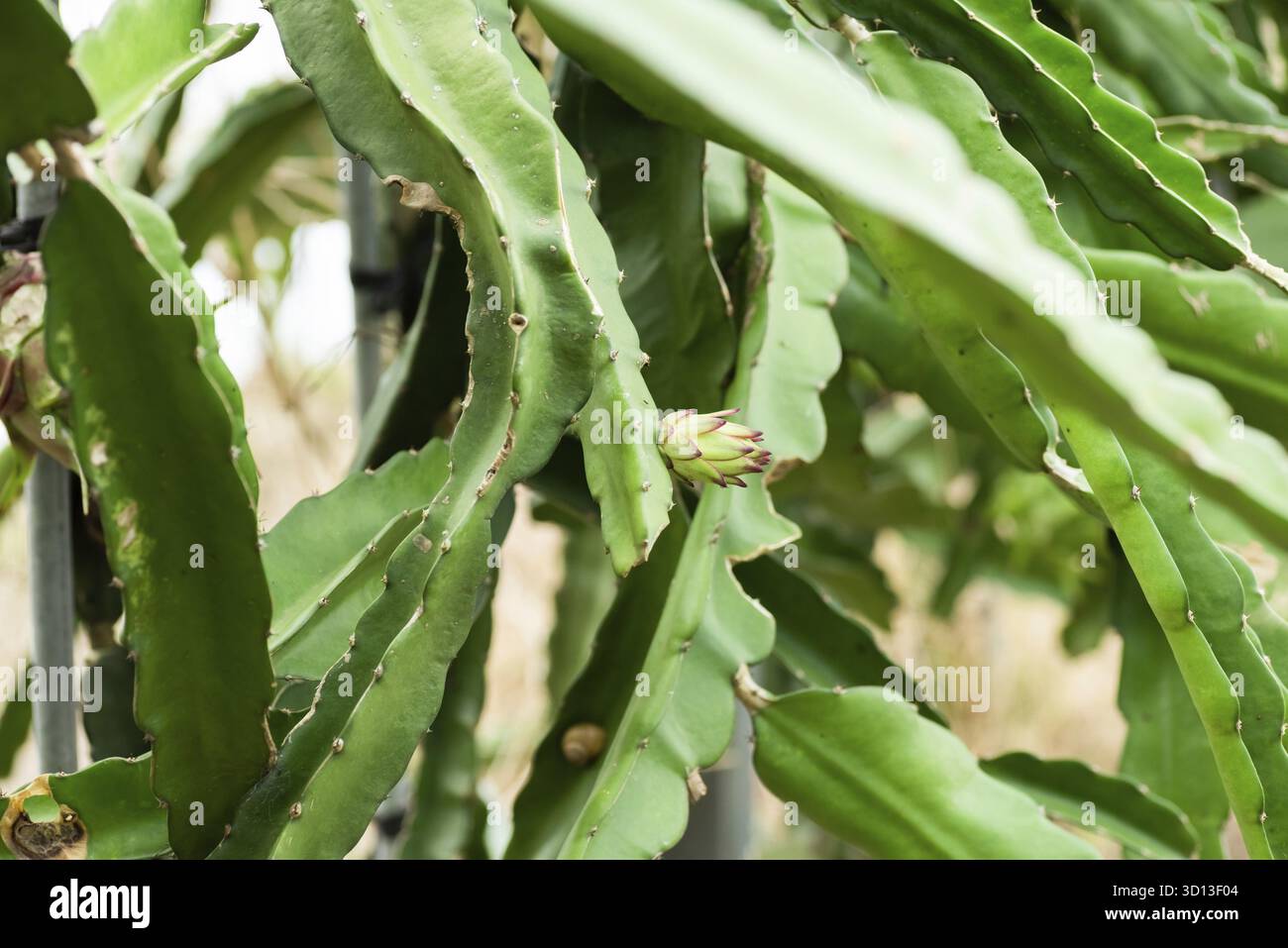 Farm von pitaya mit Obst und Blumen im Freien Stockfoto
