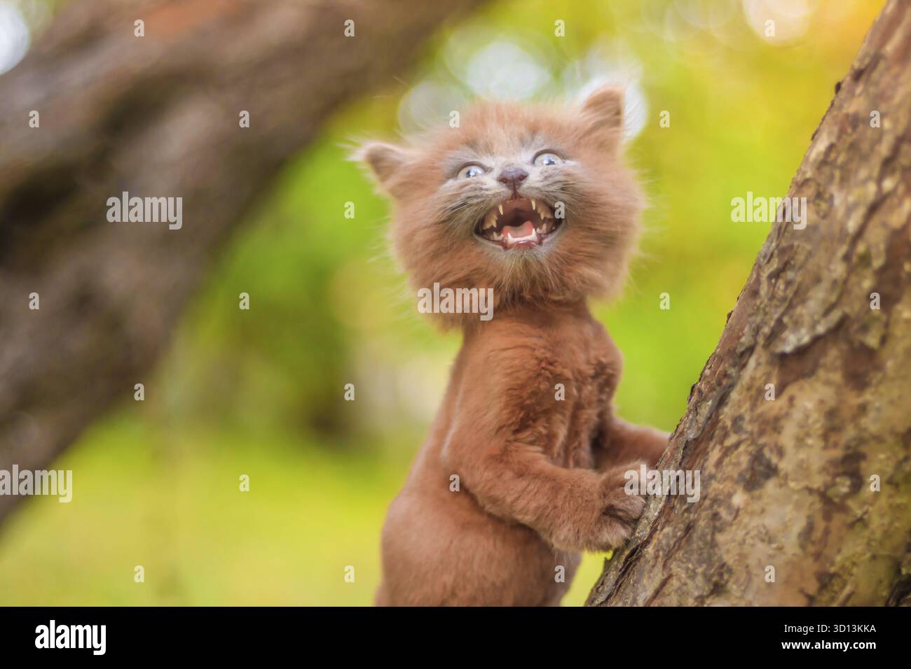 Kleines Kätzchen, das auf einem Baum sitzt. Das Kätzchen läuft. Haustier. Herbstfoto mit einem Tier. Flauschige rauchige Katze mit Haarschnitt. Groommer Haarschnitt Katze Stockfoto