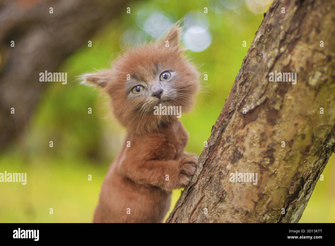Kleines Kätzchen, das auf einem Baum sitzt. Das Kätzchen läuft. Haustier. Herbstfoto mit einem Tier. Flauschige rauchige Katze mit Haarschnitt. Groommer Haarschnitt Katze Stockfoto