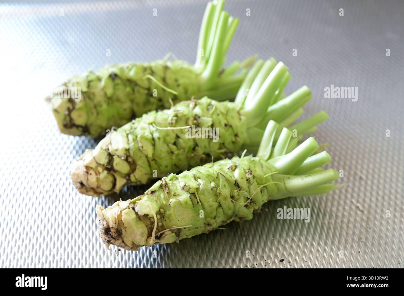 NIEDERLANDE, Holland, de Lier, Unternehmen Dutch Wasabi, Indoor-Anbau von japanischem Meerrettich Wasabi im Gewächshaus, Ernte, Wasabi Stiel / NIEDERLANDE, de Lier, Firma Dutch Wasabi, Gewächsanbau von japanischem Wasabi, Eutrema japonicum, auch japanischer Meerrettich oder Wassermeerrettich genannt, Ernte Stockfoto