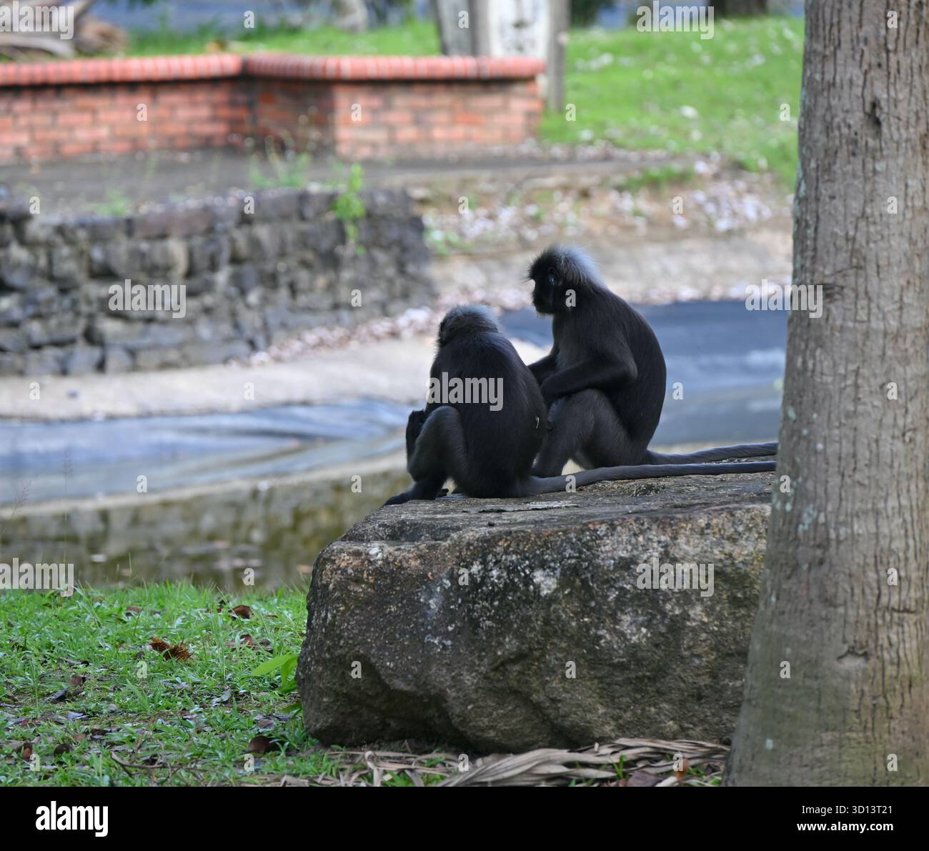 Langurs Dämmeraffen sitzen im Langkawi Park. Stockfoto