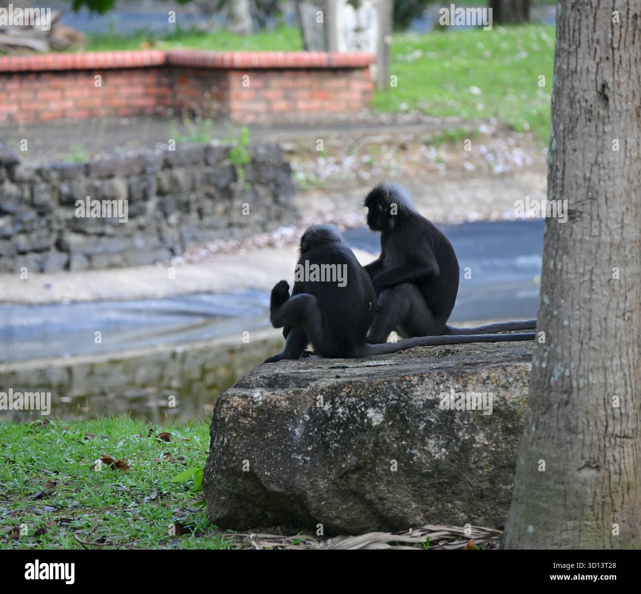 Langurs Dämmeraffen sitzen im Langkawi Park. Stockfoto