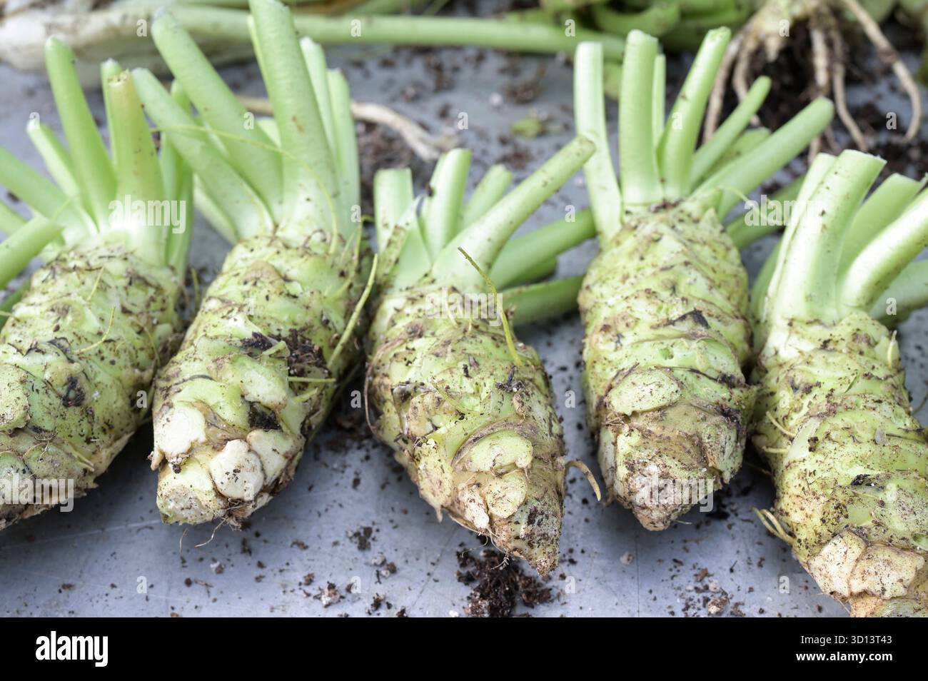 NIEDERLANDE, Holland, de Lier, Unternehmen Dutch Wasabi, Indoor-Anbau von japanischem Meerrettich Wasabi im Gewächshaus, Ernte, Wasabi Stiel / NIEDERLANDE, de Lier, Firma Dutch Wasabi, Gewächsanbau von japanischem Wasabi, Eutrema japonicum, auch japanischer Meerrettich oder Wassermeerrettich genannt, Ernte Stockfoto