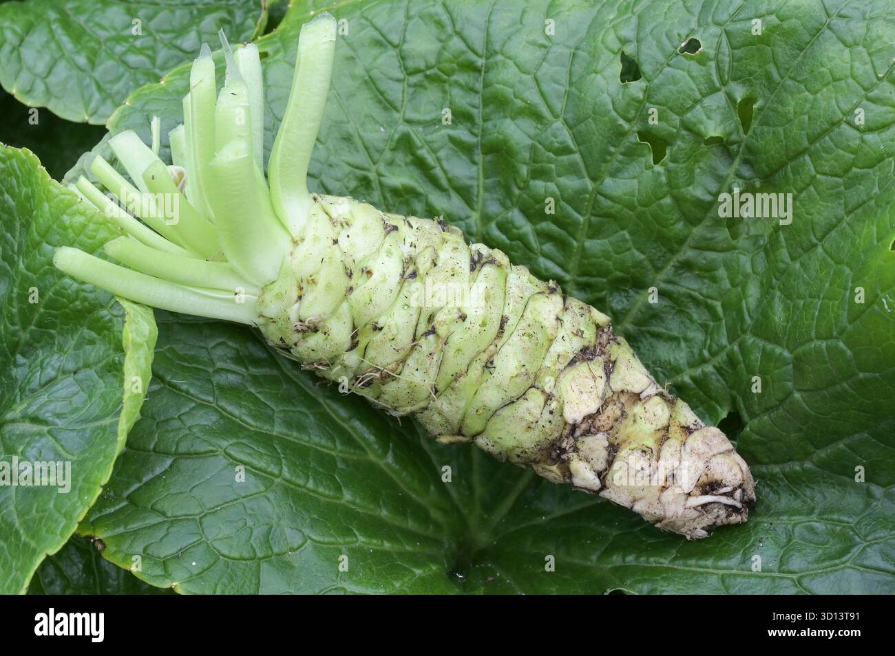 NIEDERLANDE, Holland, de Lier, Unternehmen Dutch Wasabi, Indoor-Anbau von japanischem Meerrettich Wasabi im Gewächshaus, Ernte, Wasabi-Stiel auf Wasabi-Blättern / NIEDERLANDE, de Lier, Firma Dutch Wasabi, Gewächsanbau von japanischem Wasabi, Eutrema japonicum, auch japanischer Meerrettich oder Wassermeerrettich, Ernte genannt Stockfoto