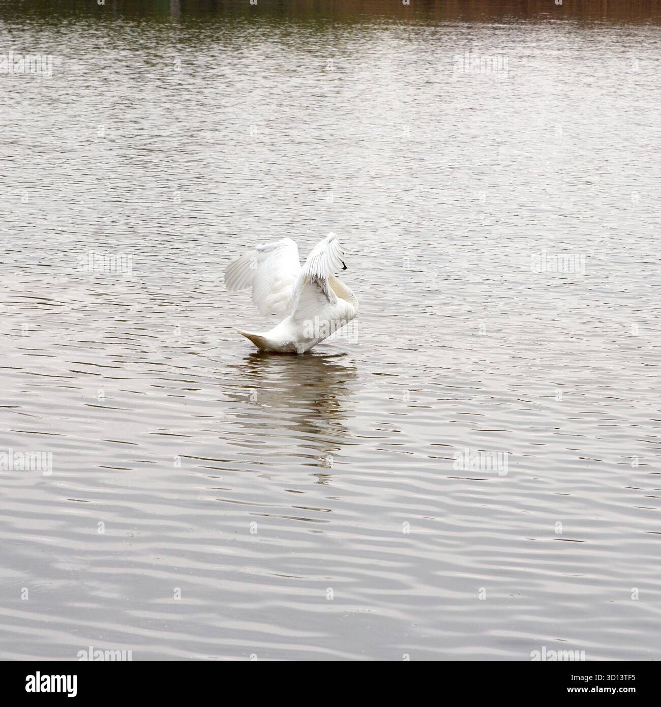 Weiße große Schwäne flattern auf einem ruhigen See, natürlicher Fotostil, mit sanften Wellen auf dem Wasser, Konzept von Eleganz und Freiheit Stockfoto