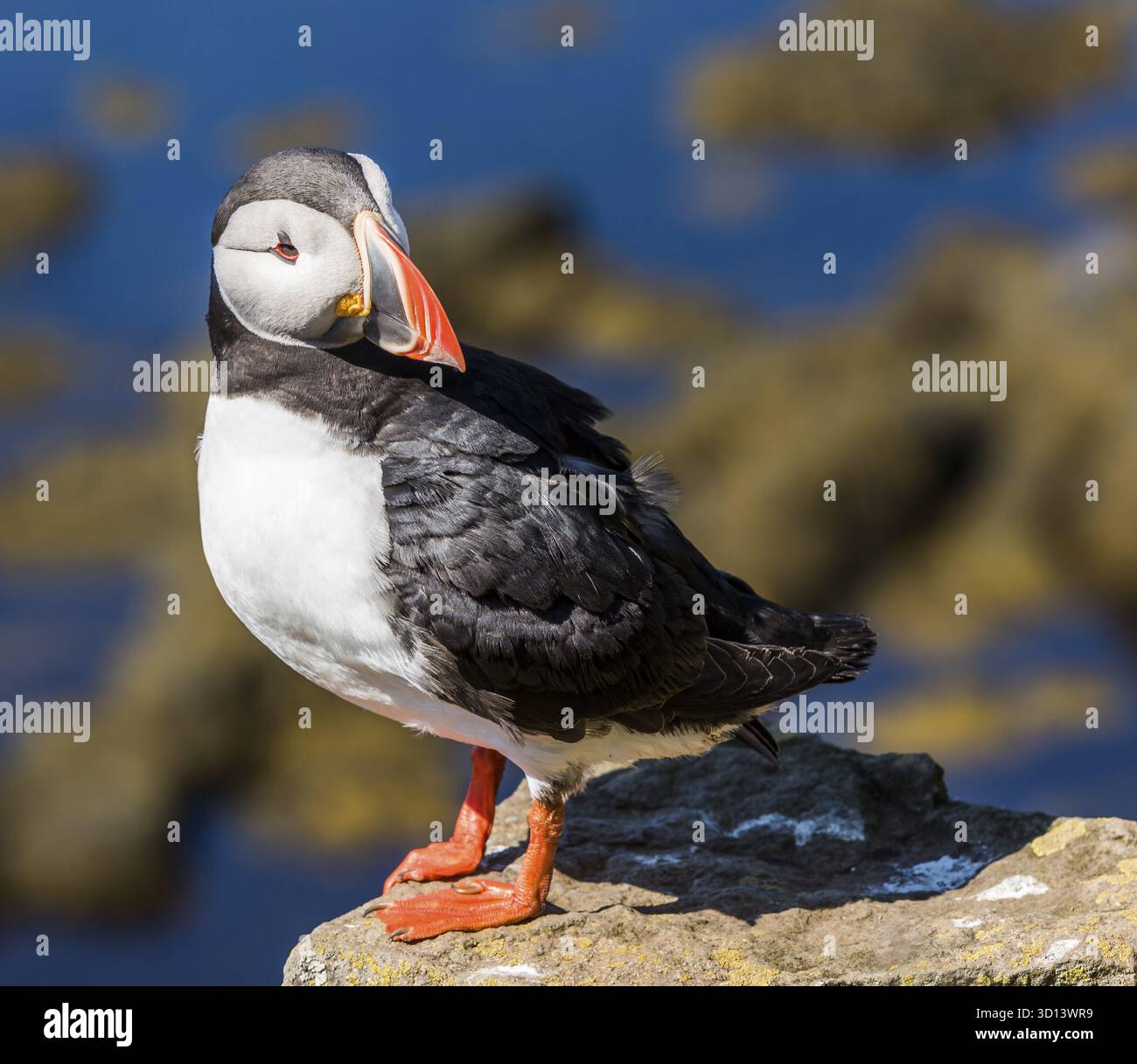 Puffin auf Island auf einem Felsen über dem Meer, IJsland Stockfoto