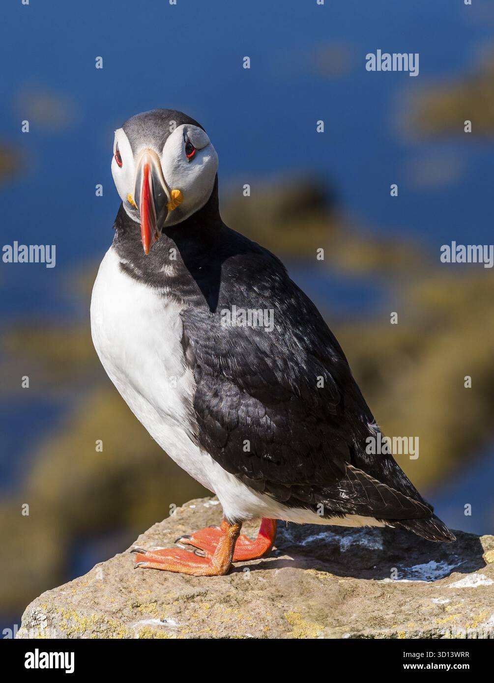 Puffin auf Island auf einem Felsen über dem Meer, IJsland Stockfoto
