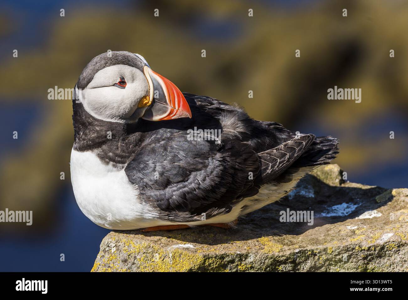 Puffin auf Island auf einem Felsen über dem Meer, IJsland Stockfoto