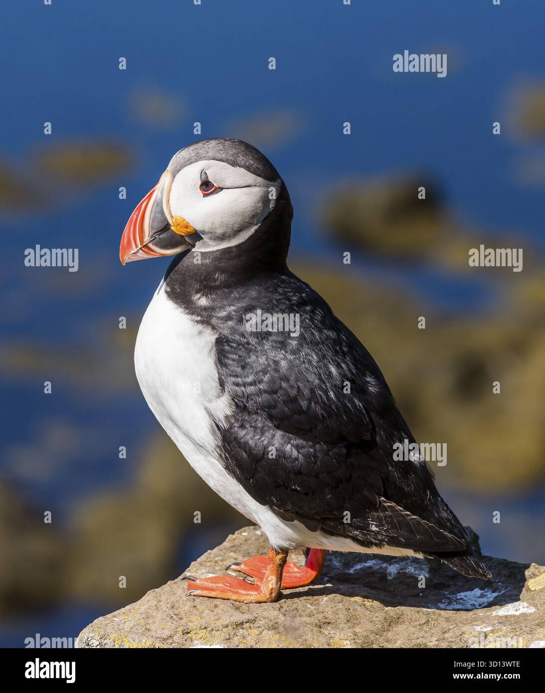 Puffin auf Island auf einem Felsen über dem Meer, IJsland Stockfoto