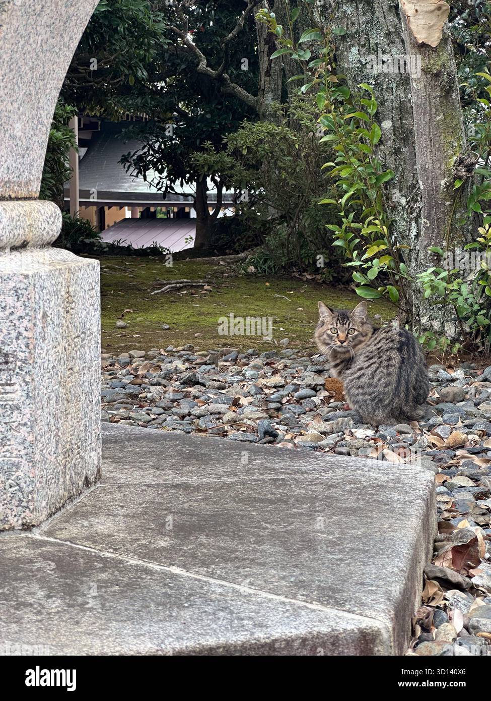 Eine streunende japanische Katze im Naritasan Shinsho-Ji Tempel in Narita, Japan - Smartphone-aufgenommenes Stockfoto