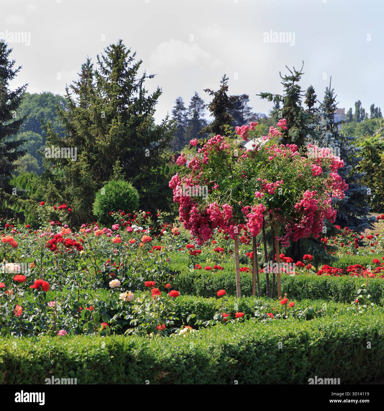 Farbenfrohe, wunderschöne Rosen und blühende Pflanzen füllen den Garten, umgeben von üppigem Grün. Sonnenlicht beleuchtet die Szene und hebt das V hervor Stockfoto