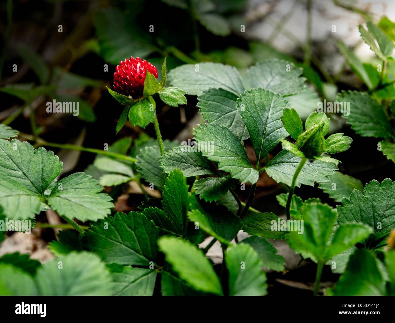 Die Mock Strawberry Pflanze zur Bodenbedeckung im Garten Stockfoto