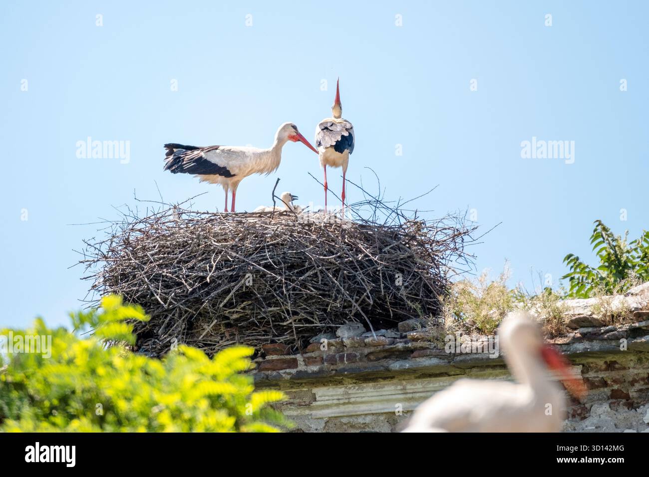 Ein Paar Weißstörche sitzt mit ihren Küken. Stockfoto