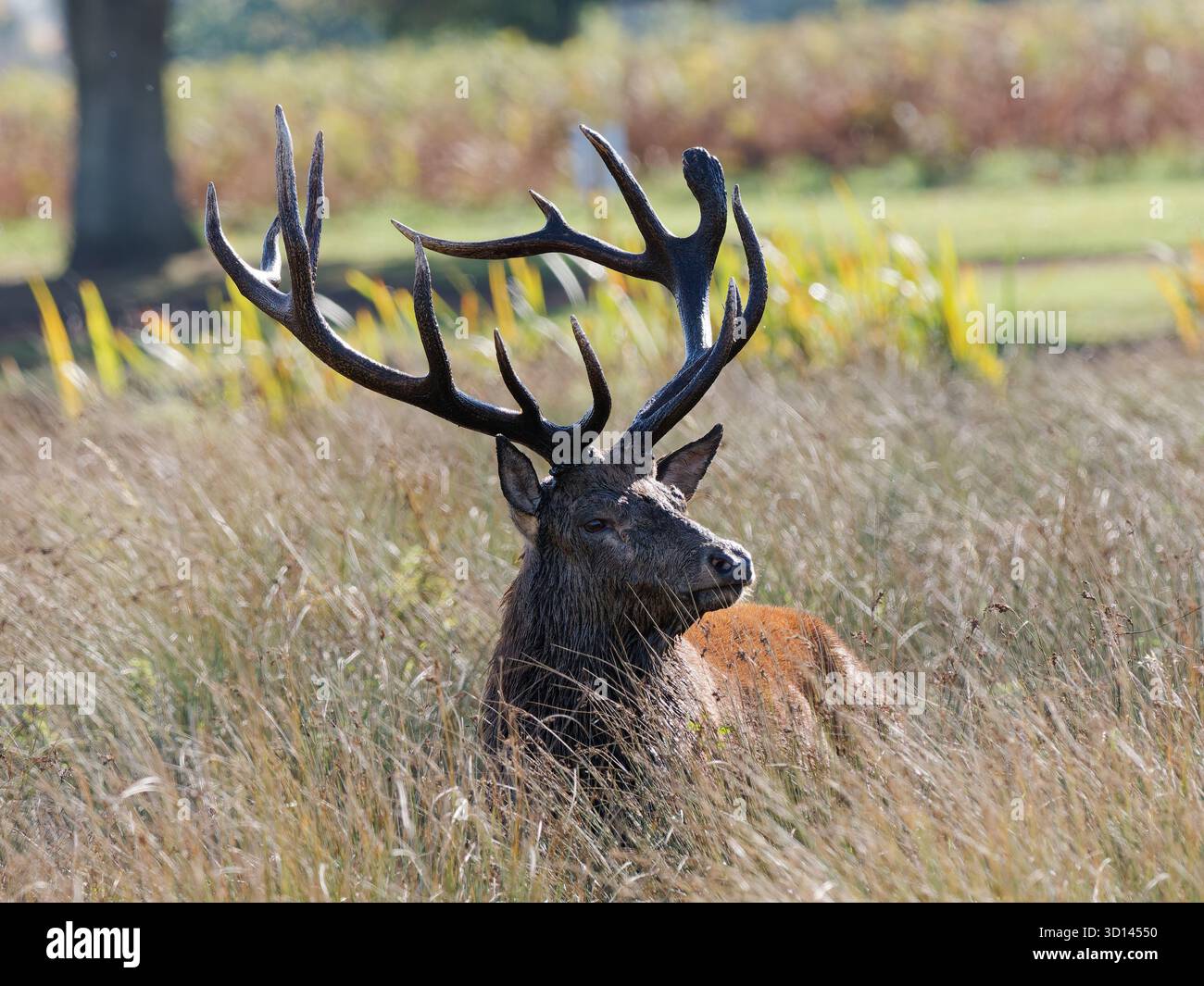 Rothirsch im Gras Stockfoto