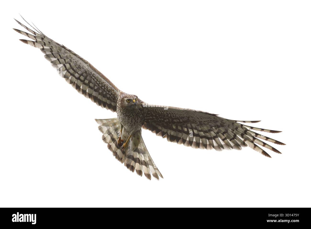 Northern Harrier (Circus cyaneus) Weibchen im Flug isoliert auf weißem Hintergrund Stockfoto