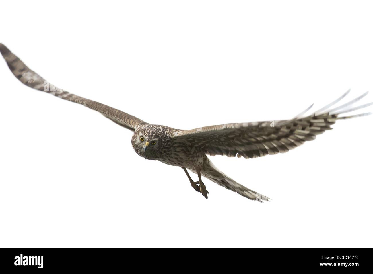 Northern Harrier (Circus cyaneus) Weibchen im Flug isoliert auf weißem Hintergrund Stockfoto