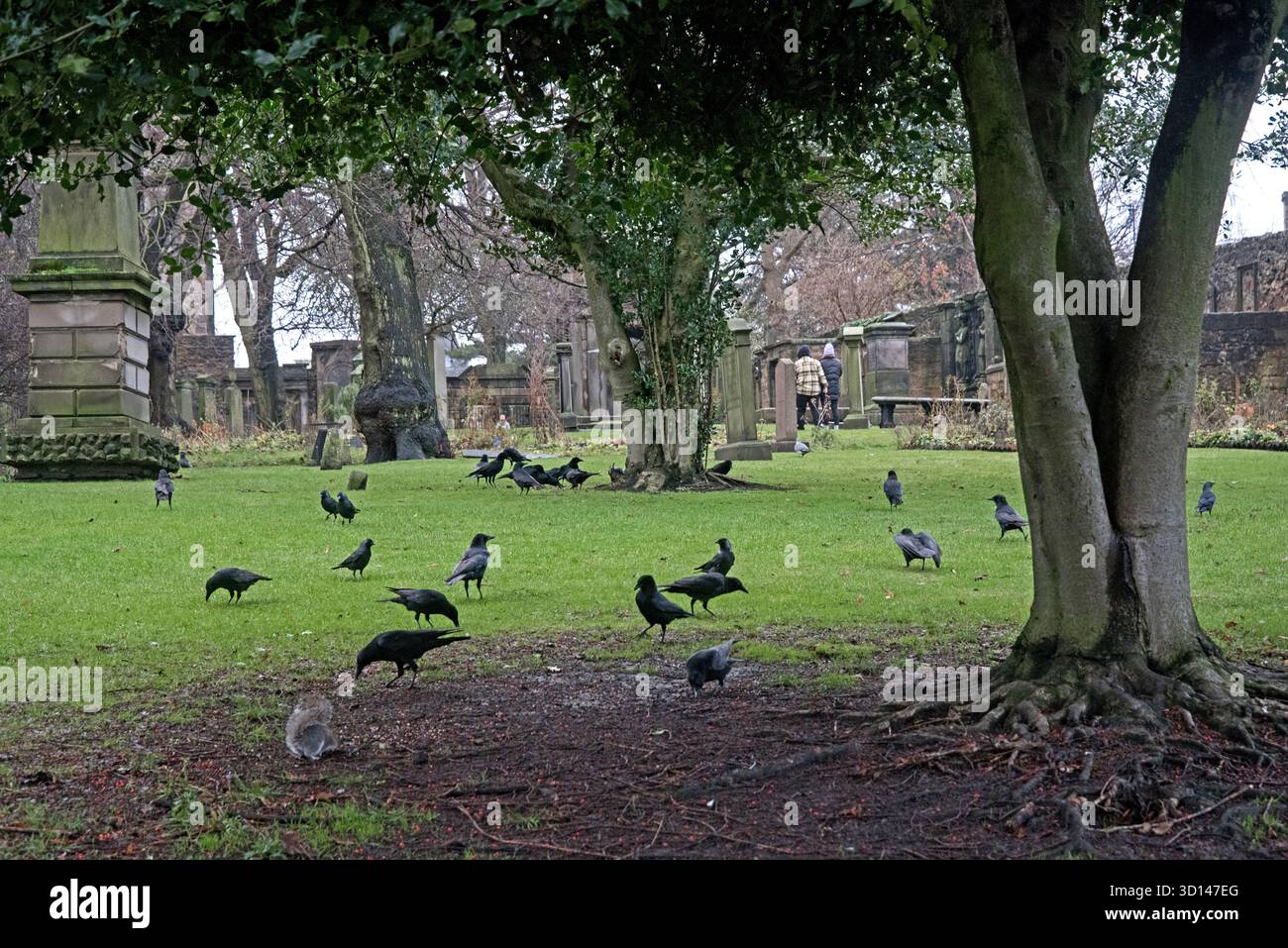 Krähen füttern in Greyfriars Kirkyard, Edinburgh, Schottland, Großbritannien. Stockfoto