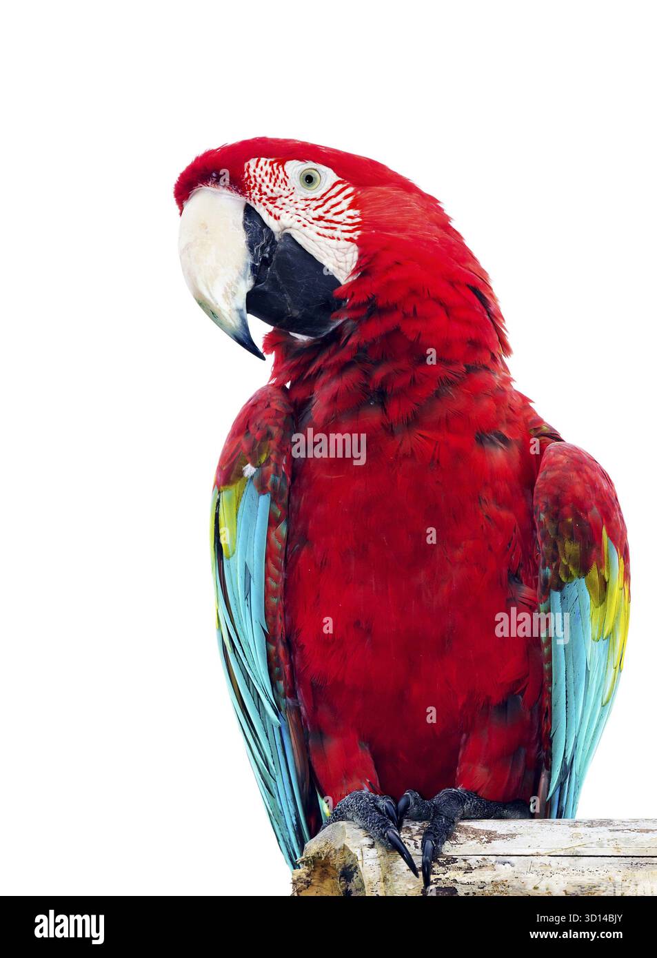 Bunter Papagei isoliert auf weißem Hintergrund Stockfoto