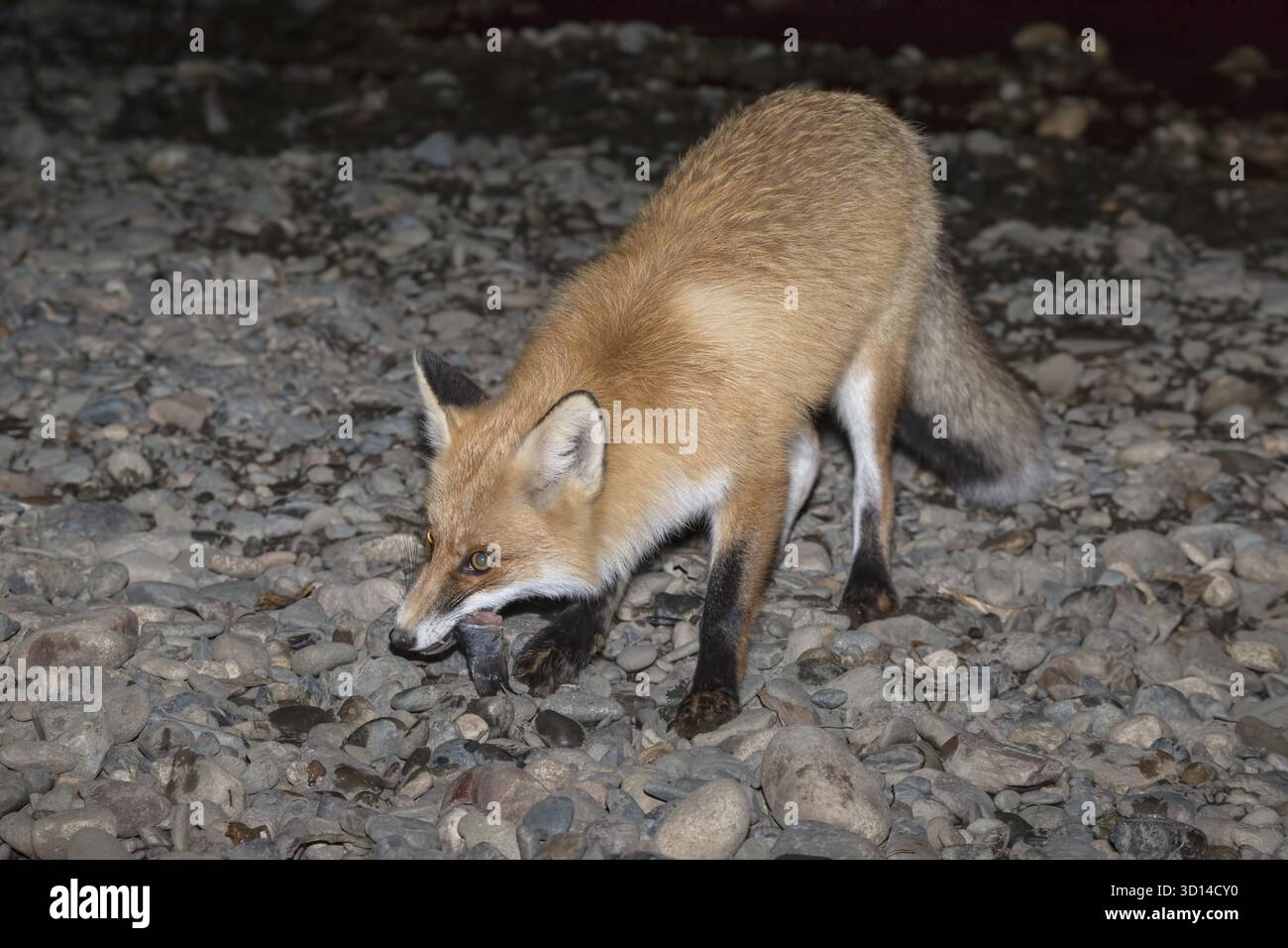 Rotfuchs isst nachts Fische Stockfoto