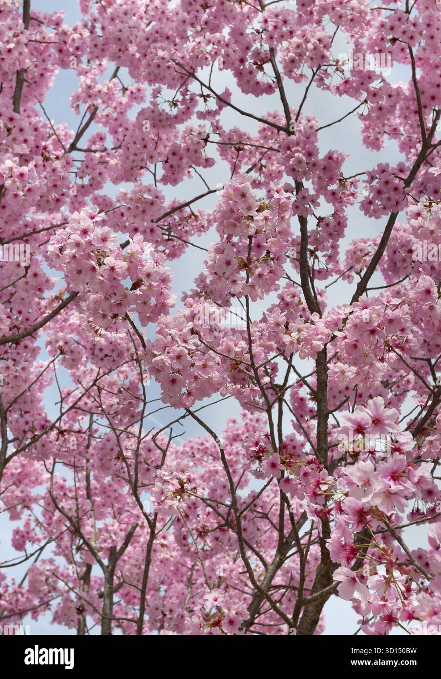 Hintergrund mit Pfirsich Blüten im Frühjahr Stockfoto