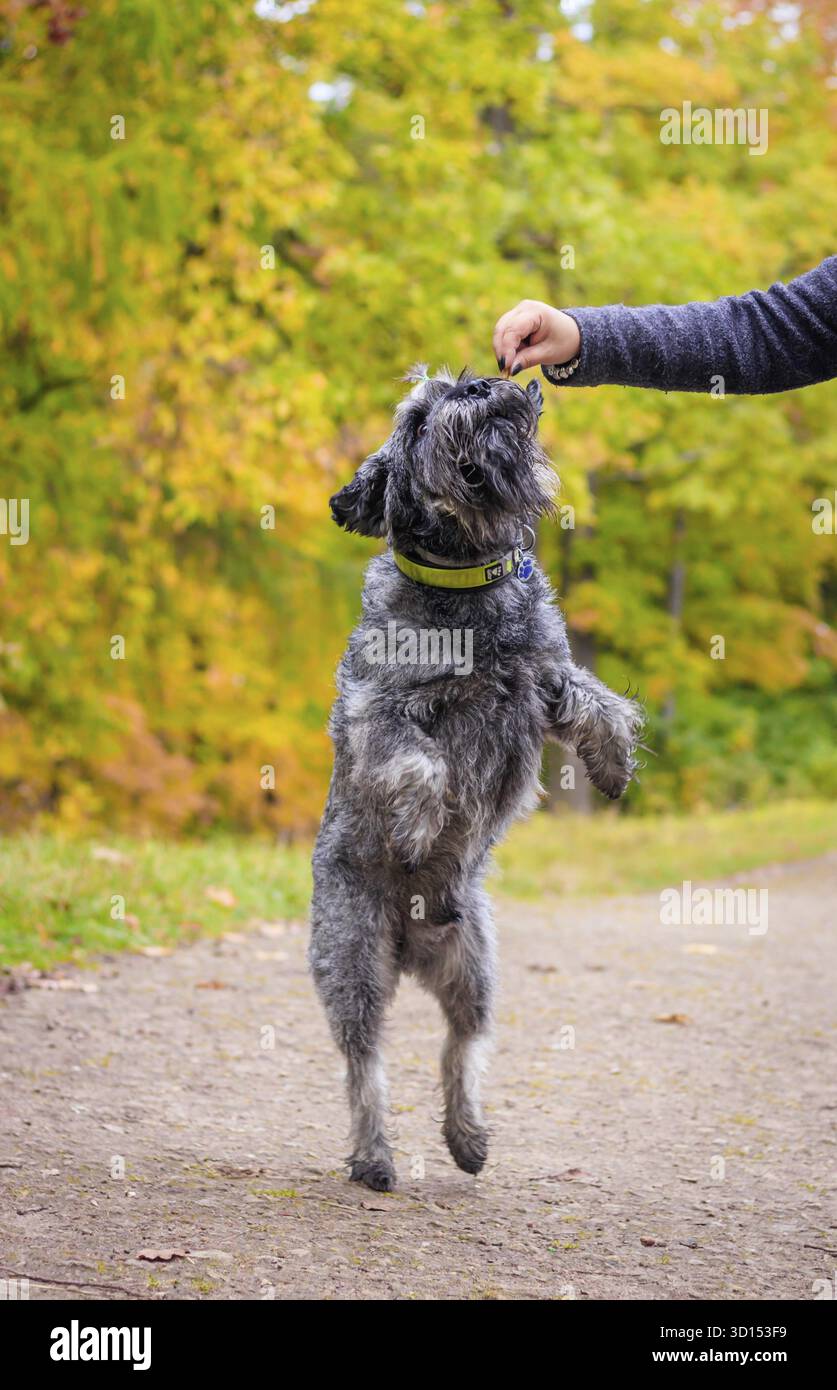 Miniatur-Schnauzer-Hund für einen Spaziergang im Herbstpark. Hund mit Haarschnitt für einen Spaziergang. . Hund auf einem Spaziergang. Dunkler Hund Stockfoto