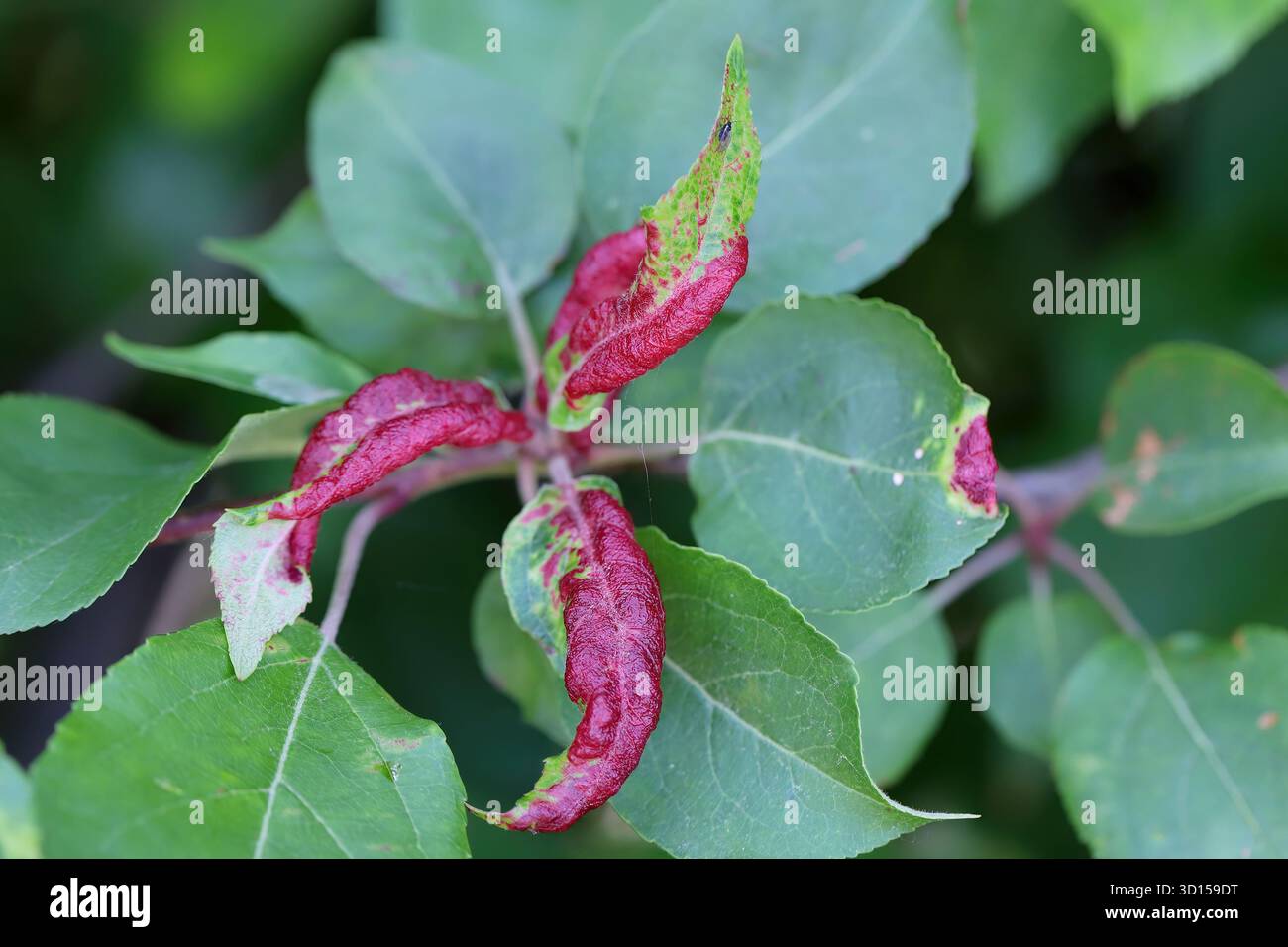 Rosige Apfelblattläuse, Dysaphis devecta, Apfelpest. Detail des betroffenen Blatts. Stockfoto