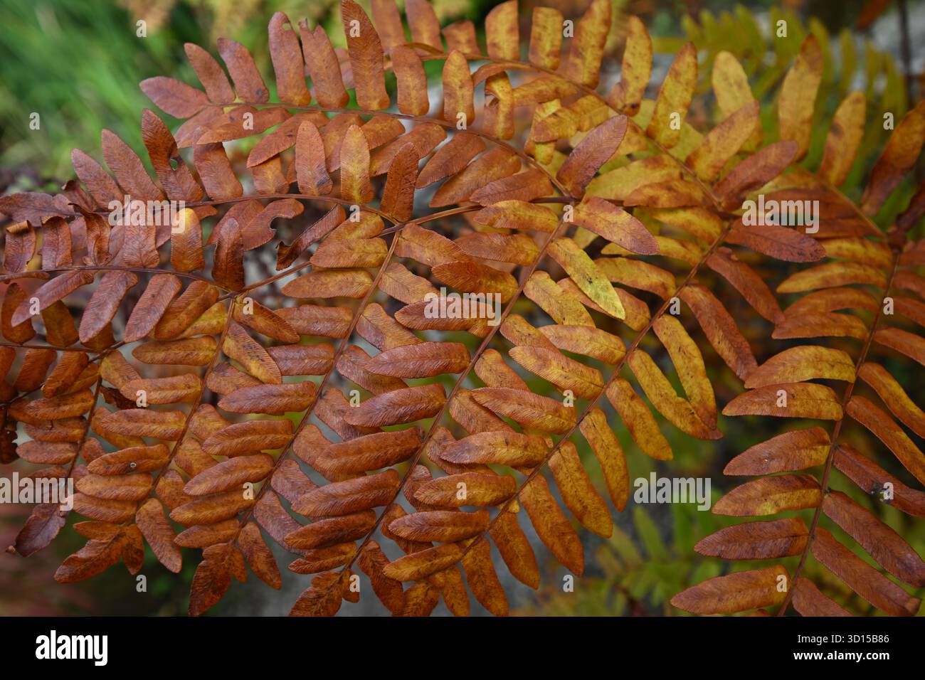 Brauner farn -Fotos und -Bildmaterial in hoher Auflsung  Alamy