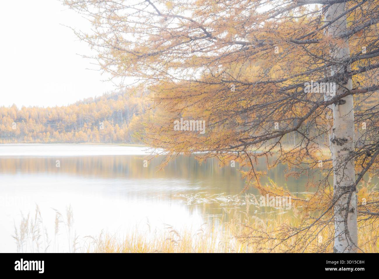 Ein traumhaftes Ambiente der herbstlichen Landschaft im Freien, die einen hoffnungsvollen und fröhlichen Berg und Wald der Mutter Natur einfängt. Stockfoto
