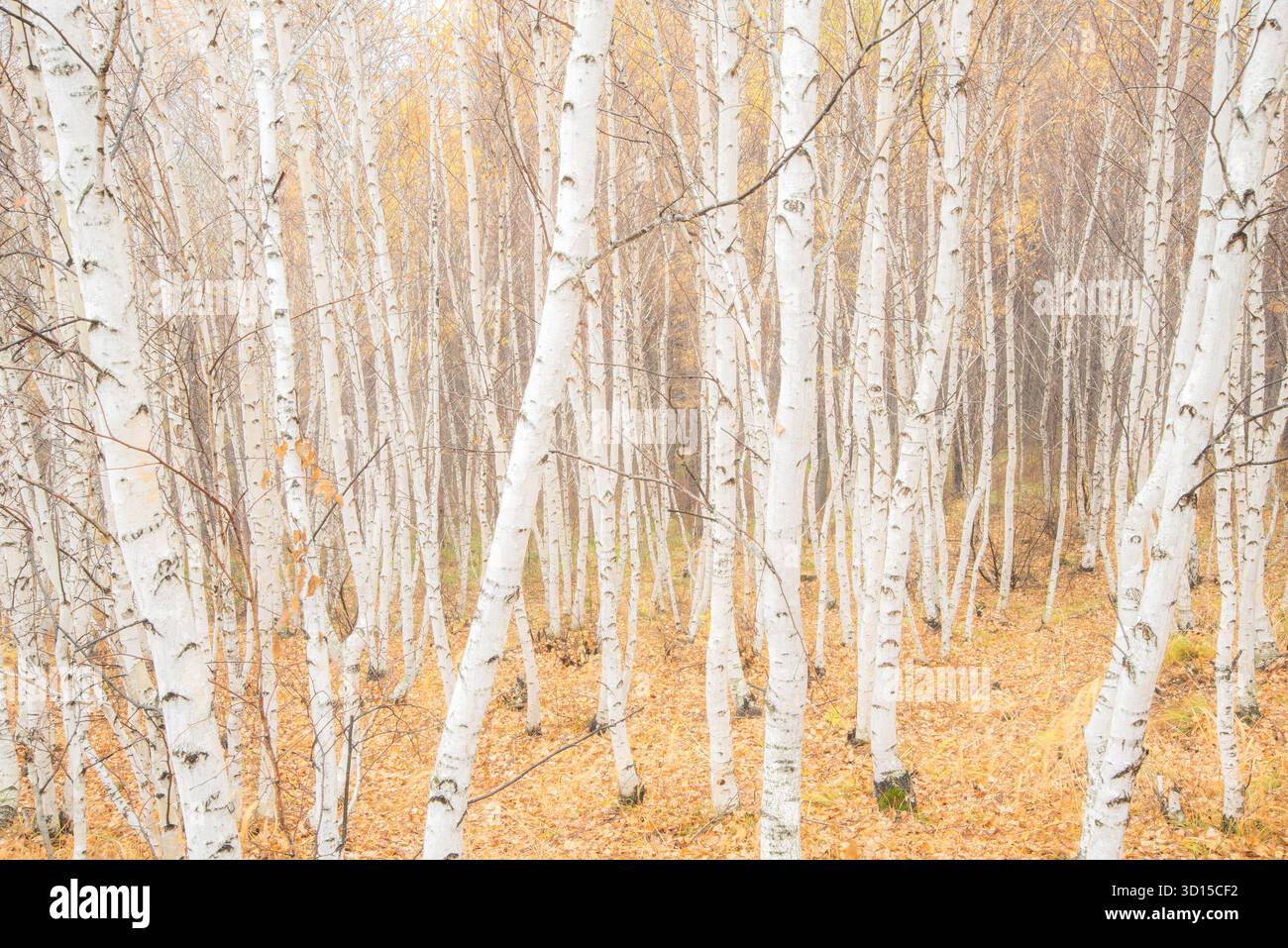 Ein traumhaftes Ambiente der herbstlichen Landschaft im Freien, die einen hoffnungsvollen und fröhlichen Berg und Wald der Mutter Natur einfängt. Stockfoto