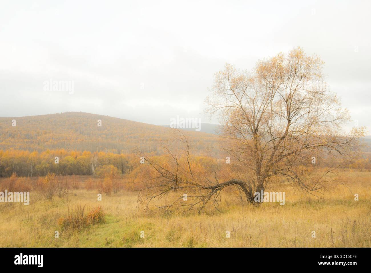 Ein traumhaftes Ambiente der herbstlichen Landschaft im Freien, die einen hoffnungsvollen und fröhlichen Berg und Wald der Mutter Natur einfängt. Stockfoto