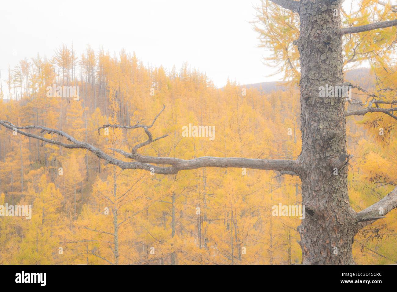 Ein traumhaftes Ambiente der herbstlichen Landschaft im Freien, die einen hoffnungsvollen und fröhlichen Berg und Wald der Mutter Natur einfängt. Stockfoto