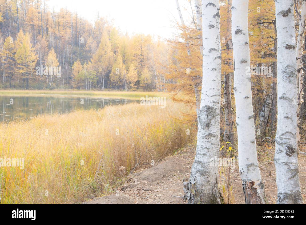 Ein traumhaftes Ambiente der herbstlichen Landschaft im Freien, die einen hoffnungsvollen und fröhlichen Berg und Wald der Mutter Natur einfängt. Stockfoto